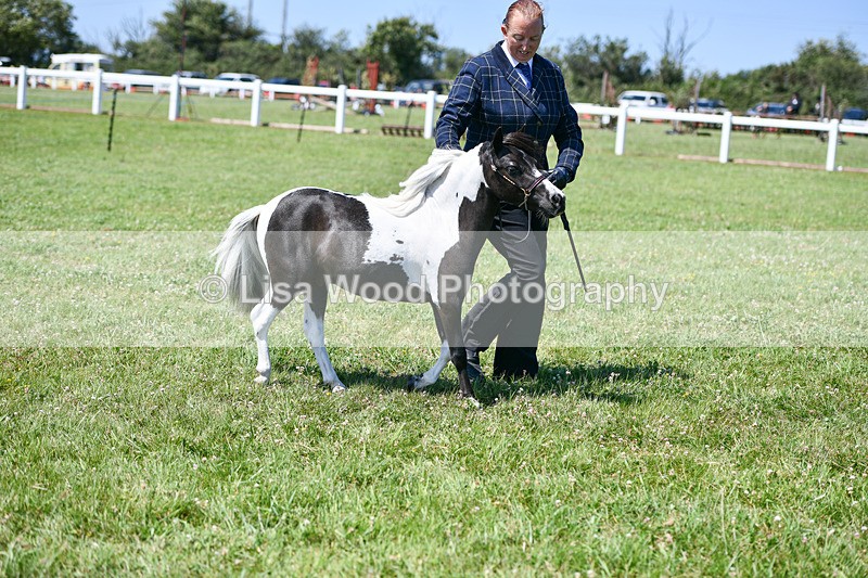 DSC_7068 - Class 60: Miniature Horse 2 & 3yr olds