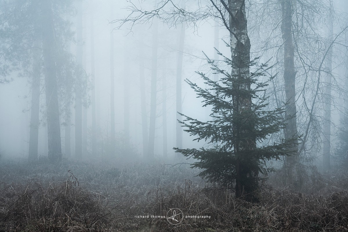 Diggers view - Woodland