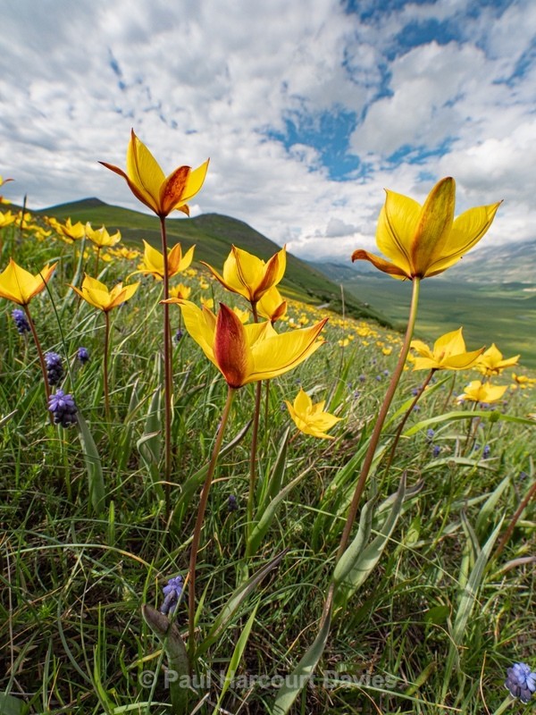 Wild Tulips (Tulipa sylvestris subsp autralis. also T. australis) - Flowers in the Landscape - 2