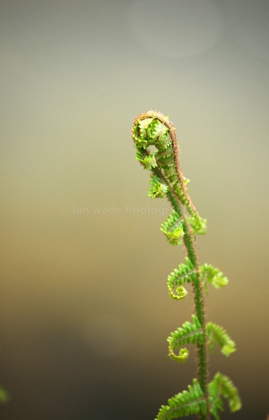 Fern   _ WOOD_024 - Wild Flowers,  plants & Fungus photography, Great Britain