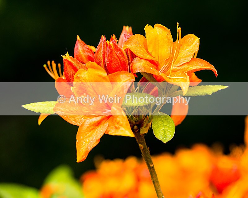 20140525-3K8A1633 - Plants & Flowers