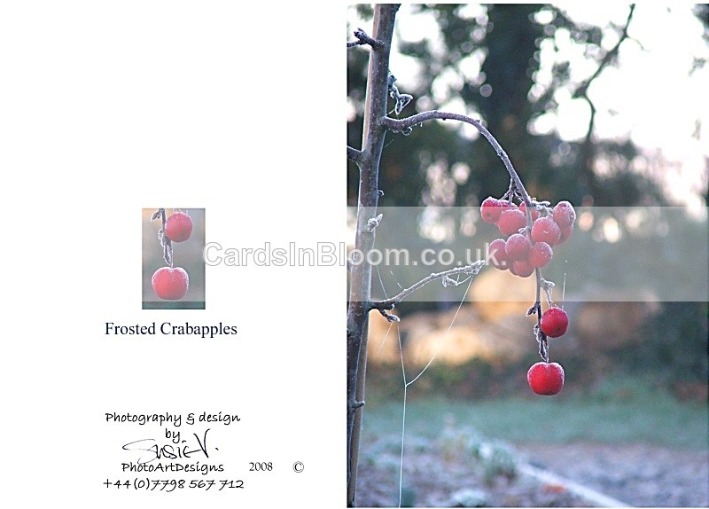 Winter 7.  Frosted Crabapples - Winter