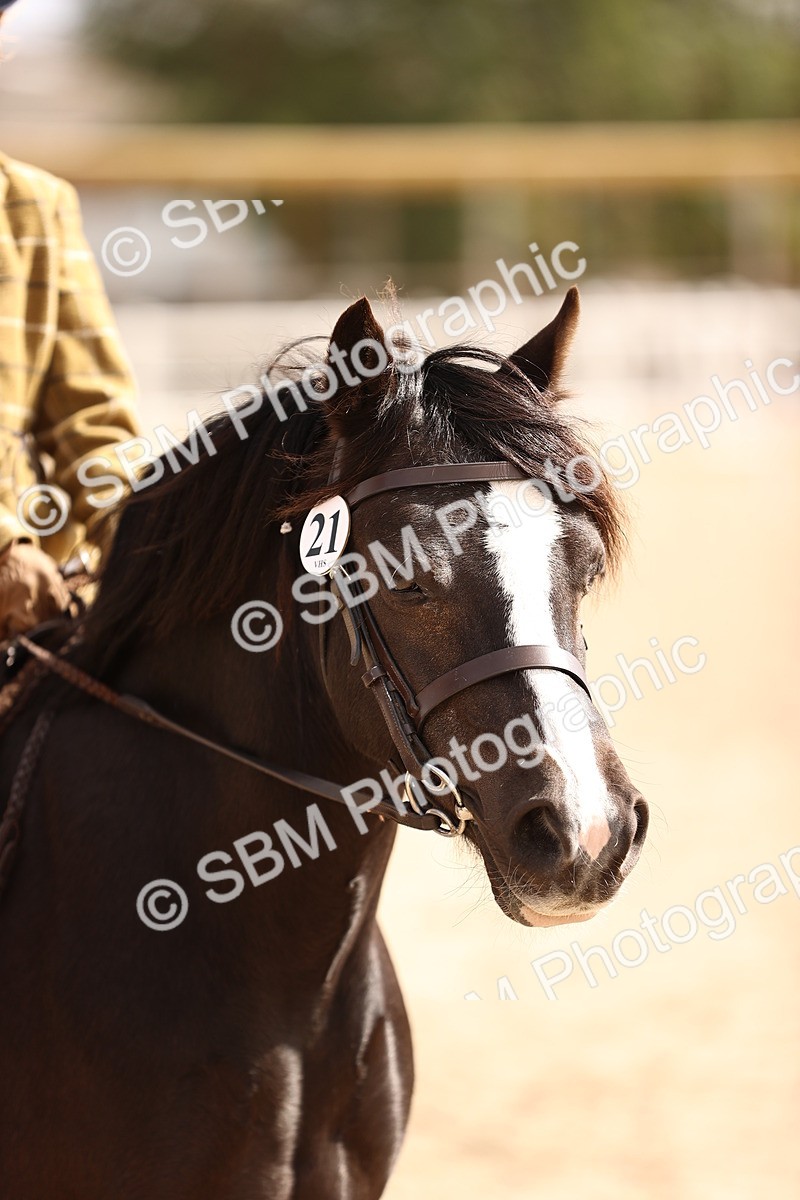 SBM_15962 - Class 416 - Prettiest Mare (IH or Ridden) Jnr