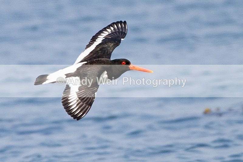 20120529-_MG_9406 - Oyster Catcher