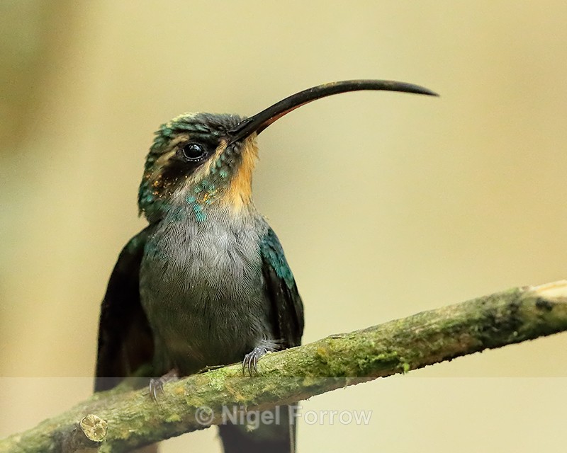 Green Hermit (female), pollen on face, Costa Rica - Green Hermit