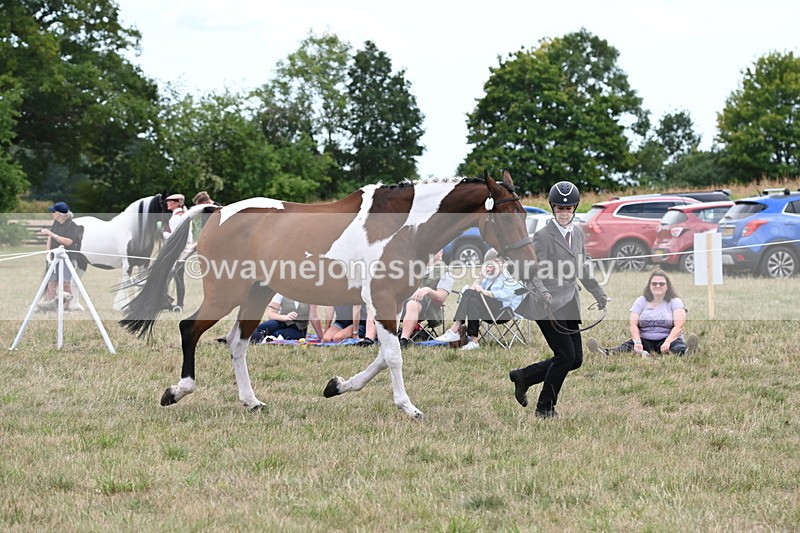 WJ6_6071 - Class 19 In-hand Veterans (Uploaded correct folder)