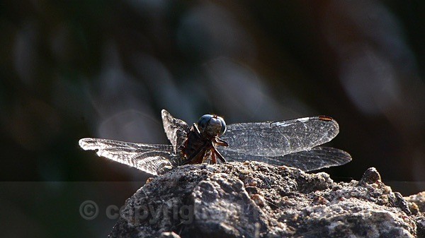 Face To Face - MACRO & CLOSE UPS