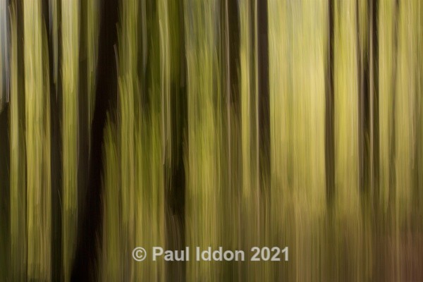 Woods 03 - Creative