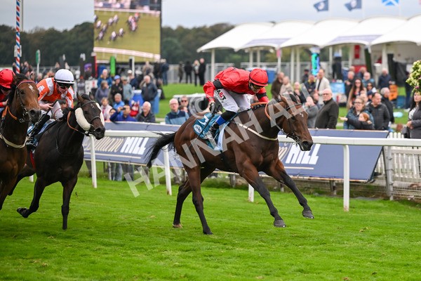 101025-Race 6-Dan Tucker-7083 - Race 6 Copper Knight Winning-Most Horse Handicap at York