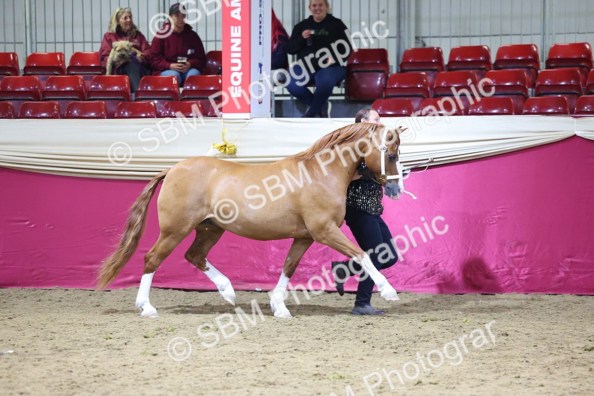 SBM_18683 - Class D IH Pony Champ