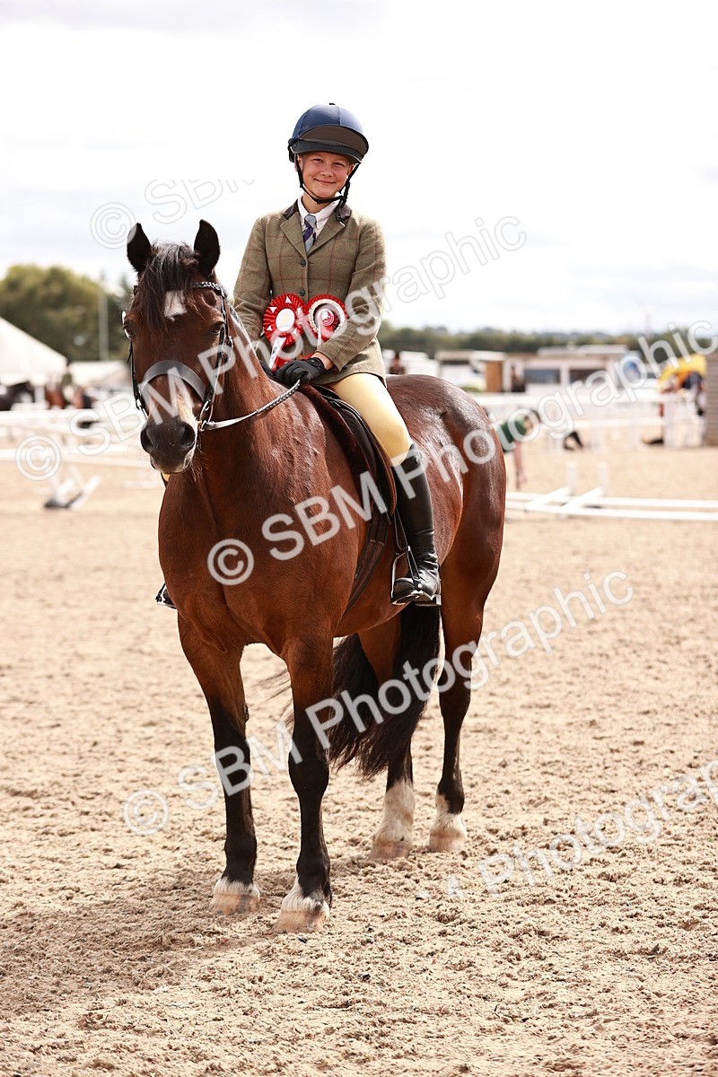 SBM_18333 - Class 417 - Handsome Gelding (IH or Ridden - JNR)
