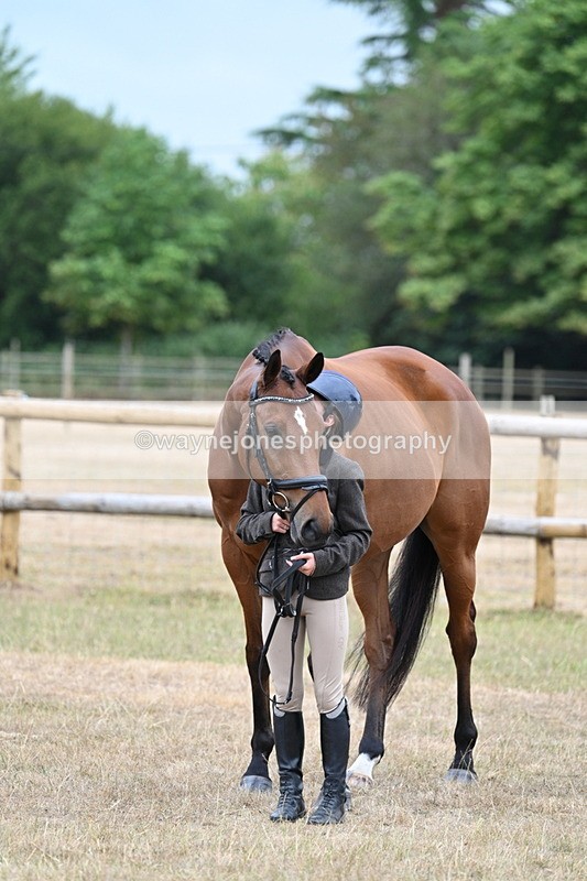 WJ7_9898 - Class 5a Most Handsome Gelding (above 14.2hh)