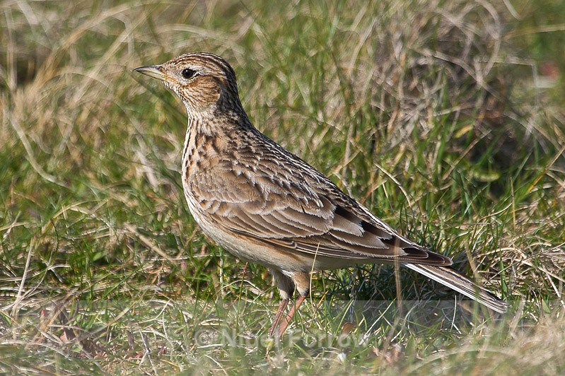 Skylark standing in grass at Hengistbury Head - Skylark