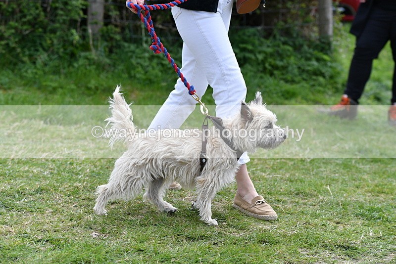 WJ5_0259 - Class 7 Best Terrier