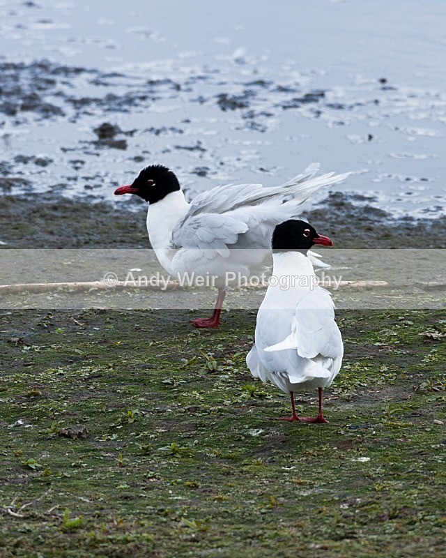 20100501-WE 074 - Gulls