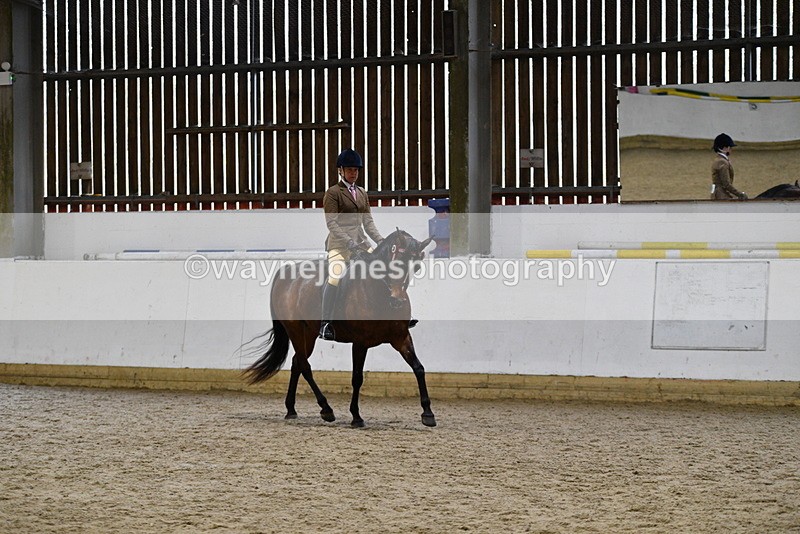 WJ5_8912 - Class 15 Ridden Show Horse