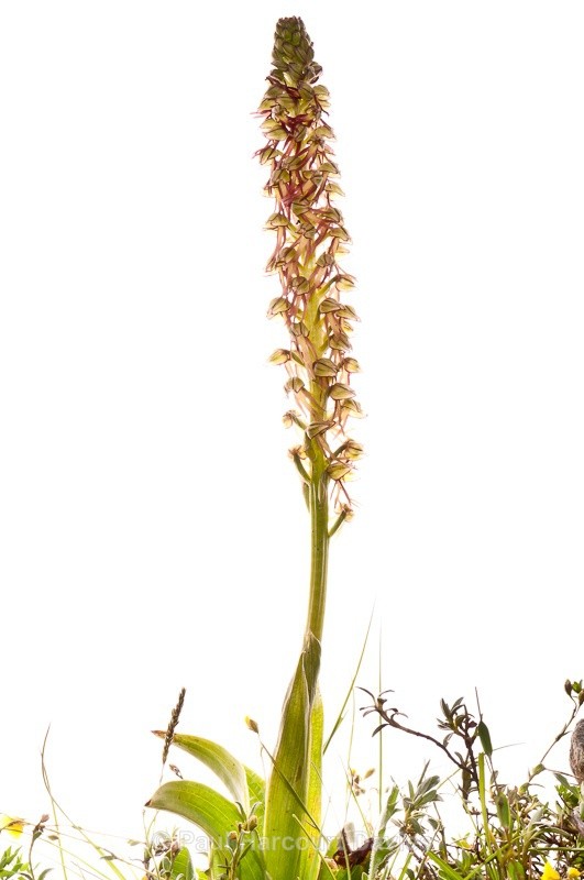  - WB: Orchids - Orchis