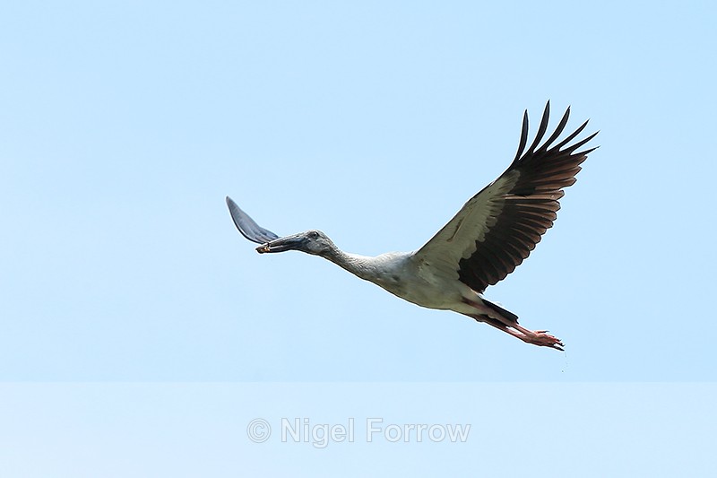 Asian Openbill flying with food, Tam Coc, Vietnam - Asian Openbill