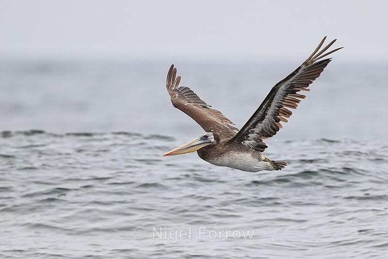 Peruvian Pelican flying wings up, Chanaral Island, Chile - Peruvian Pelican