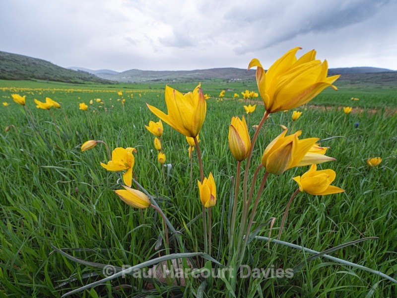 Yellow tulip (Tulipa sylvestnis ) - Gargano - Flowers in the Landscape