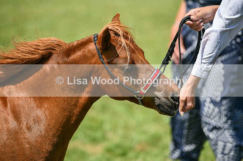 DSC_7161 - Class 61: Miniature Horse 4yrs & over