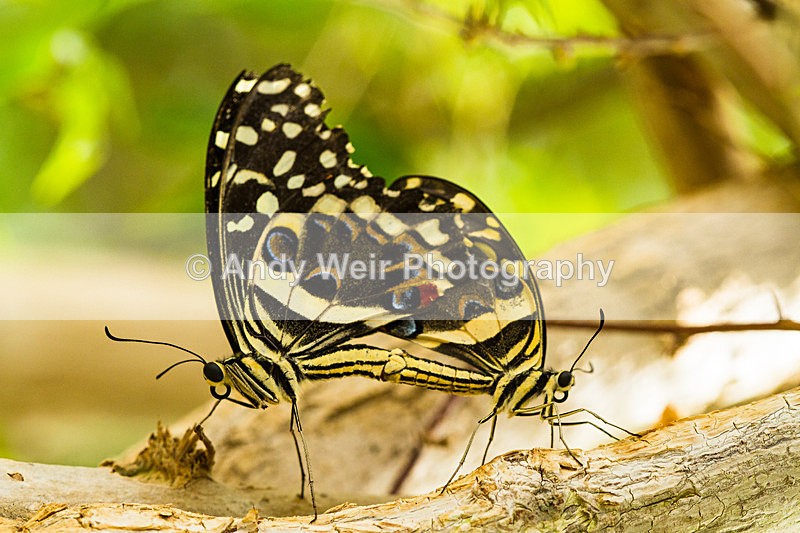 20130803-_MG_5294 - Butterflies & Moths