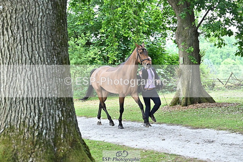 250521A-170431-01503 - C-284-Harry.Dzenis-KILBUNNY.MAXIMUS