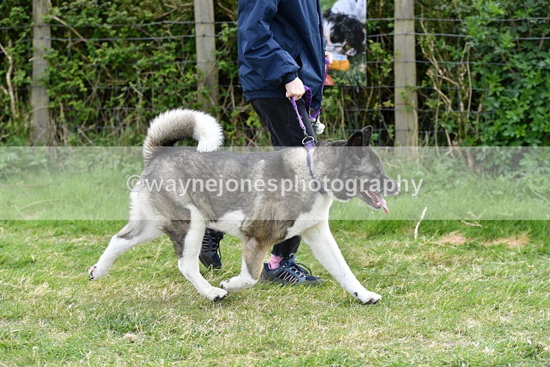 WJ5_9992 - Class 5 Best Veteran / 7 years & over