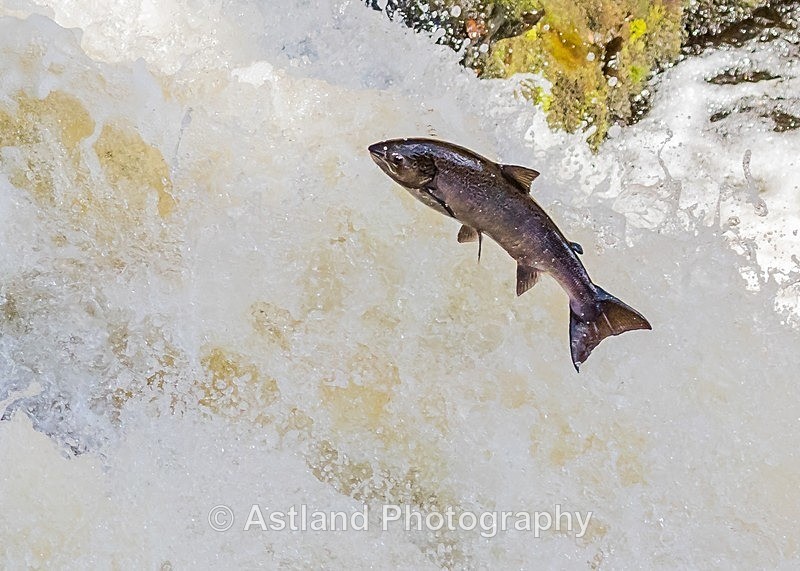 Astland Photography, Bird and Wildlife Images, Susan and Peter Wilson, U.K.