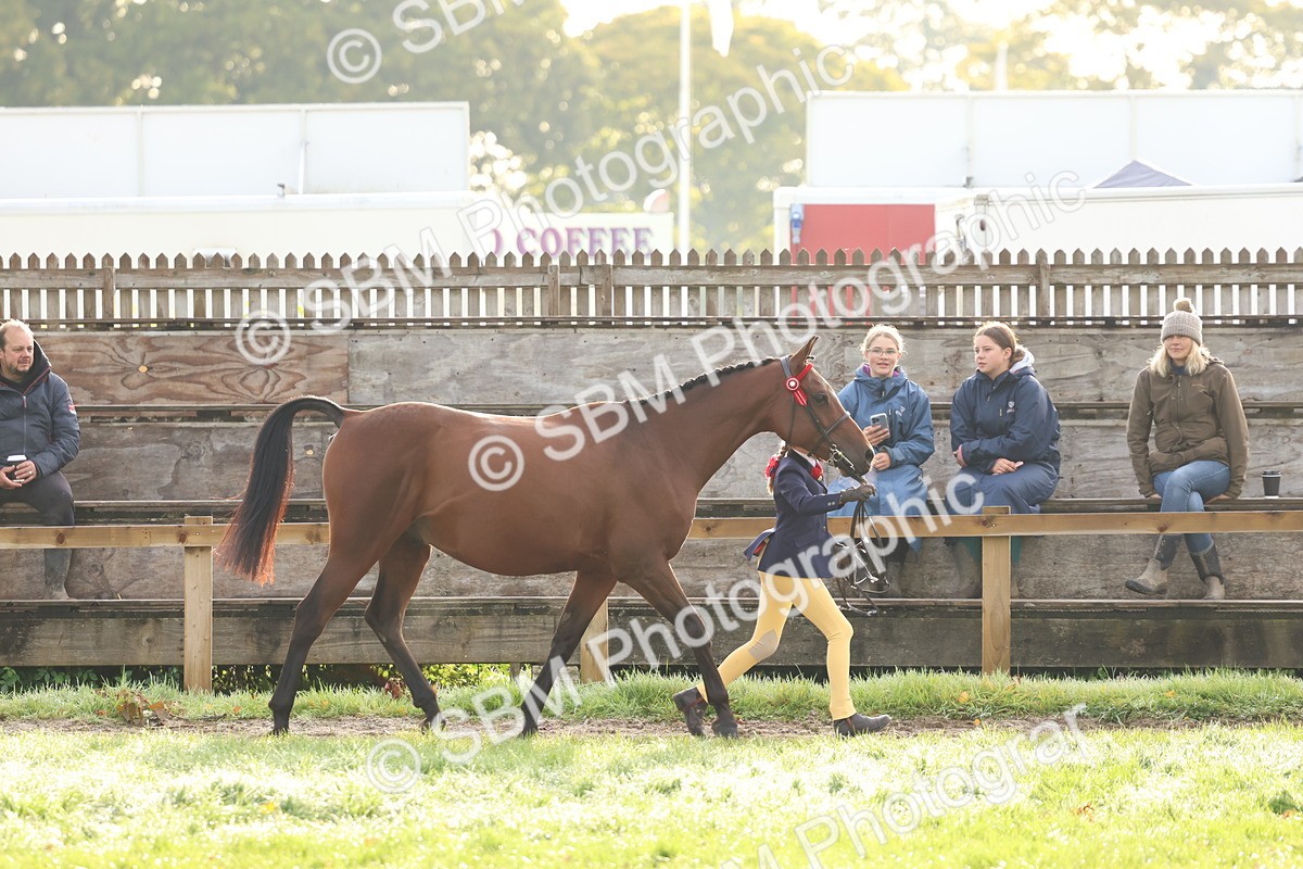 SBM_54816 - S39 - Starters In Hand Showing