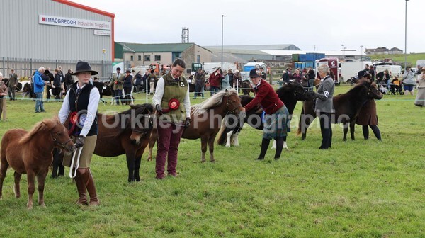 untitled-7078 - Shetland Pony Show