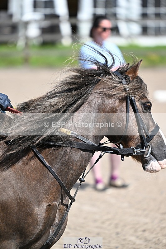 240729B-113549-02446 - Showjumping Competition