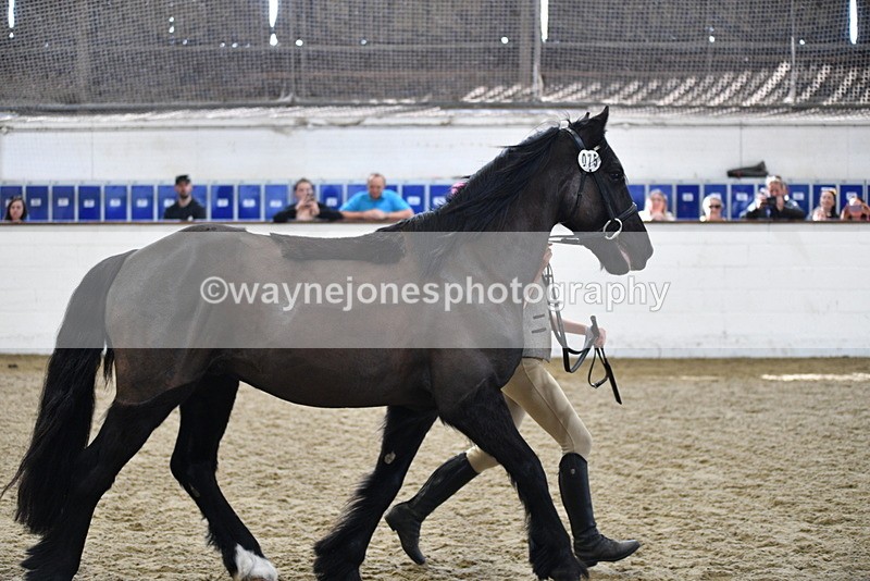 WJ5_4572 - Class 3 Part Bred In hand