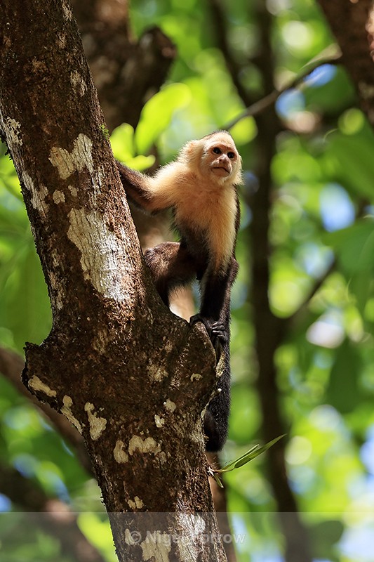 White-throated Capuchin looks out from tree, Costa Rica - Monkey