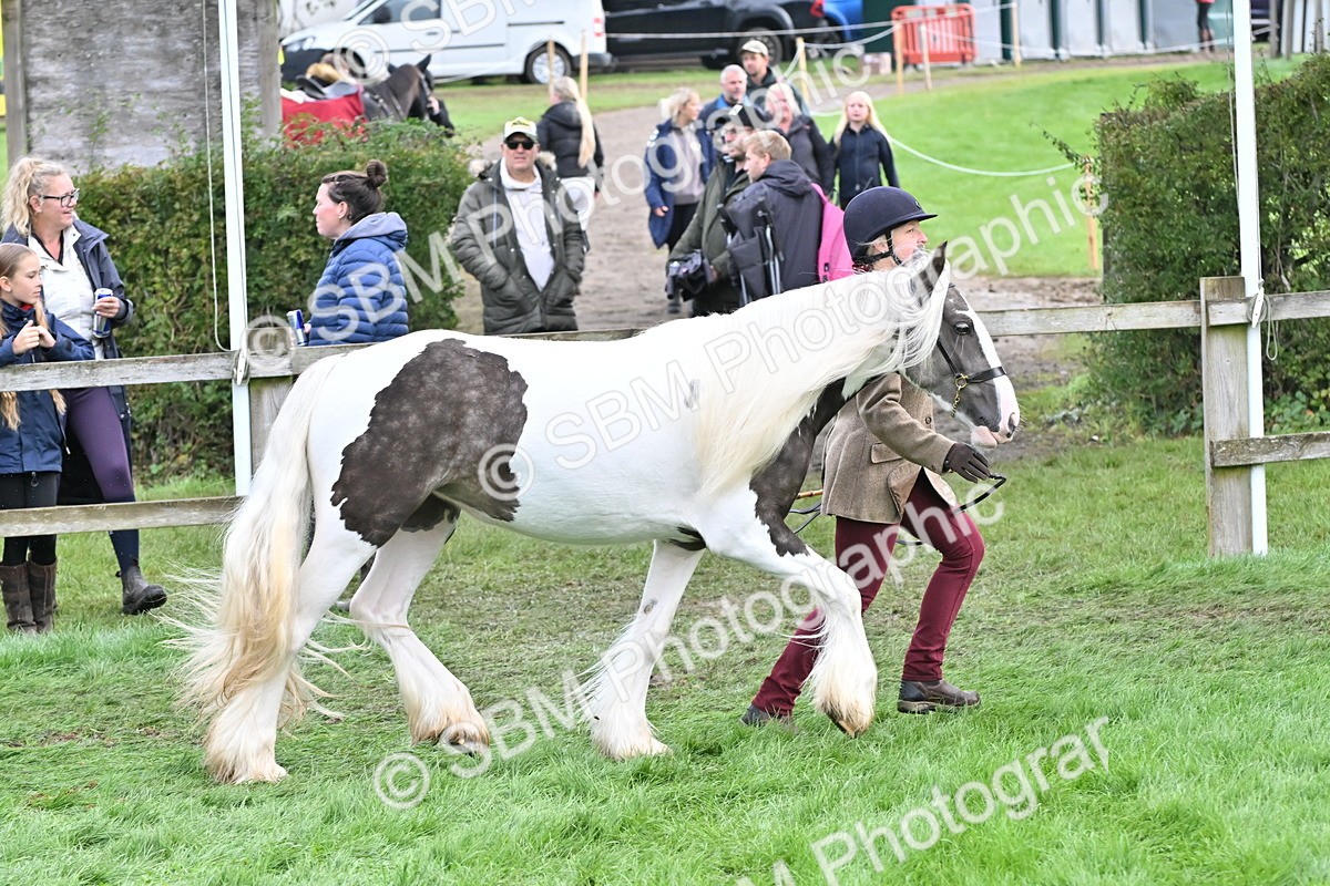 SBM_56892 - S45 - Coloured Pony In Hand