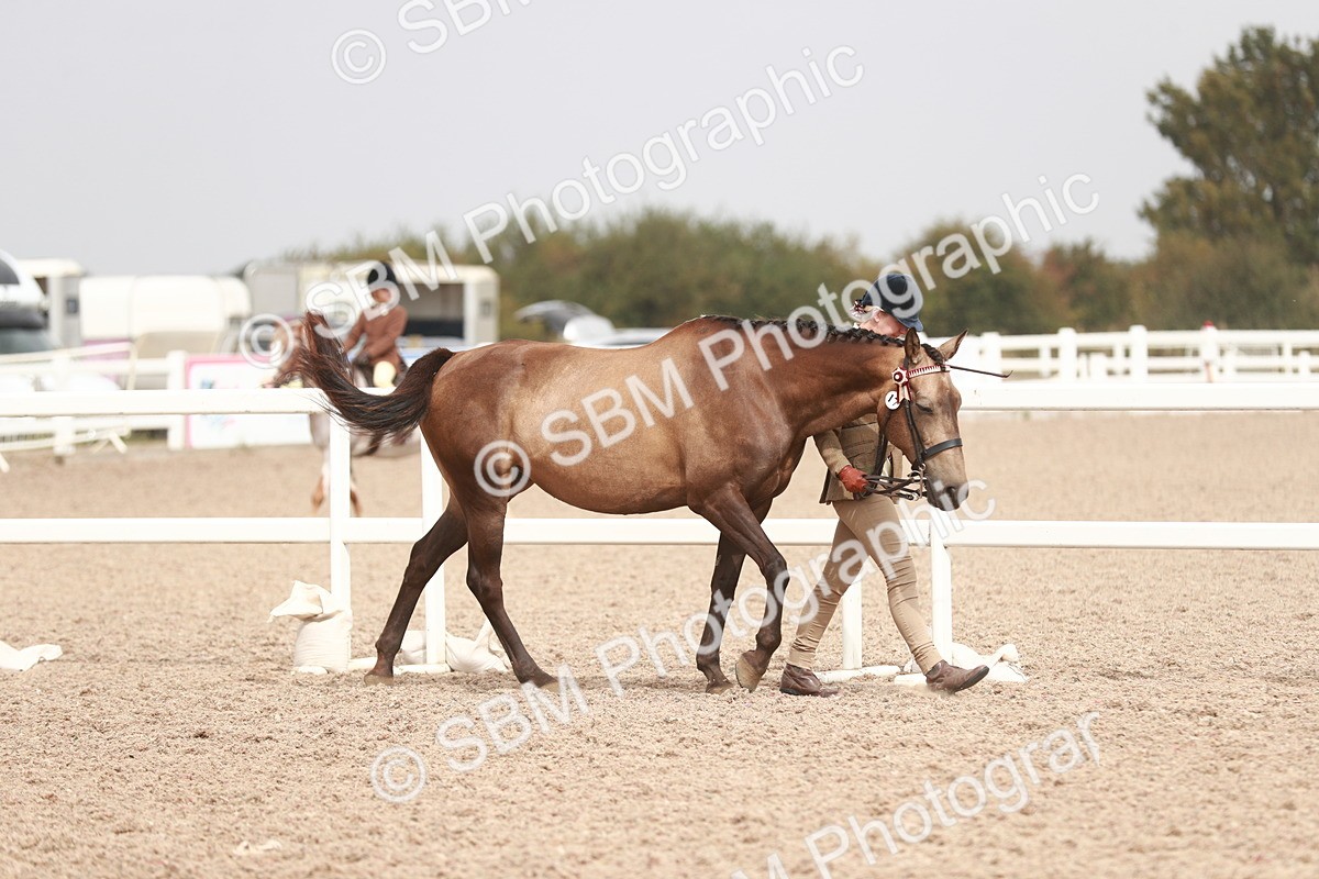 SBM_13150 - Class 208 IH Veteran Horse