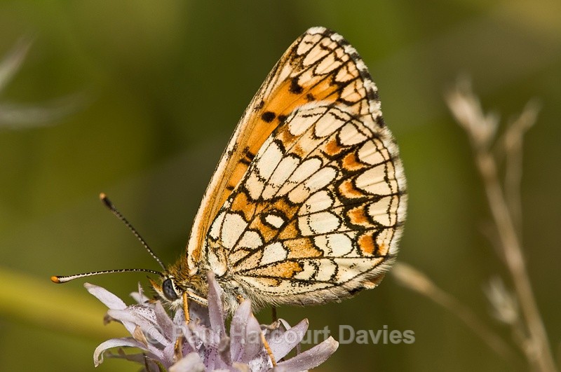  - Bugs: Butterflies