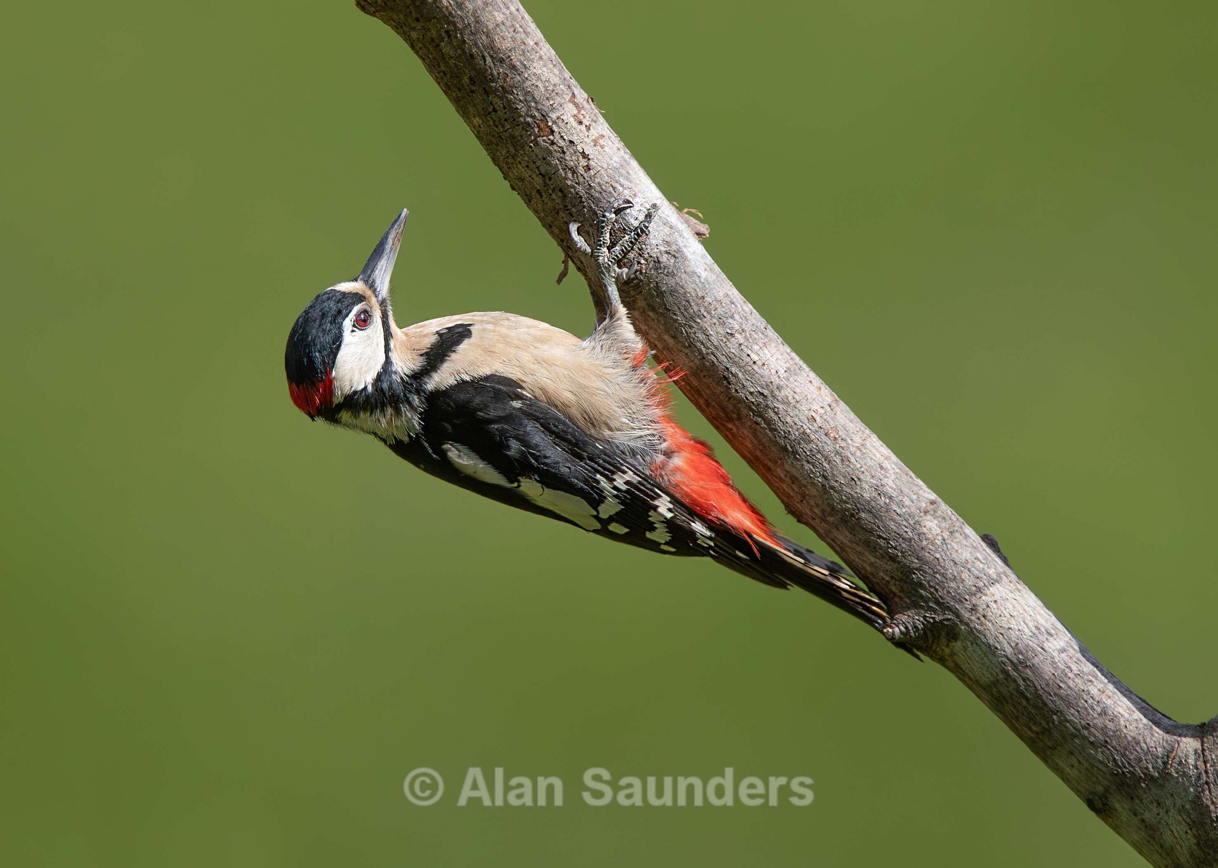Great Spotted Woodpecker 6