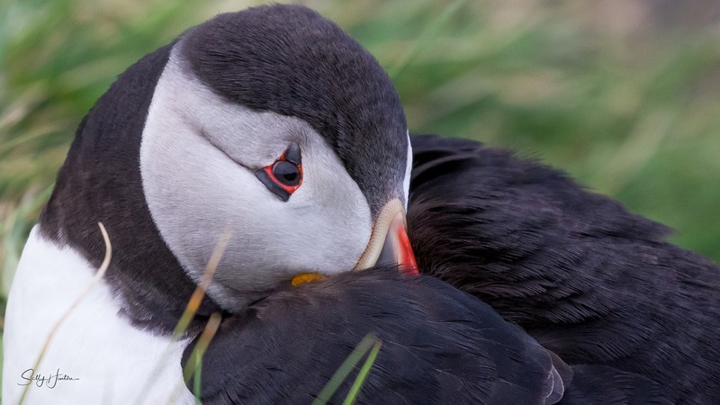 Cute Puffin 5