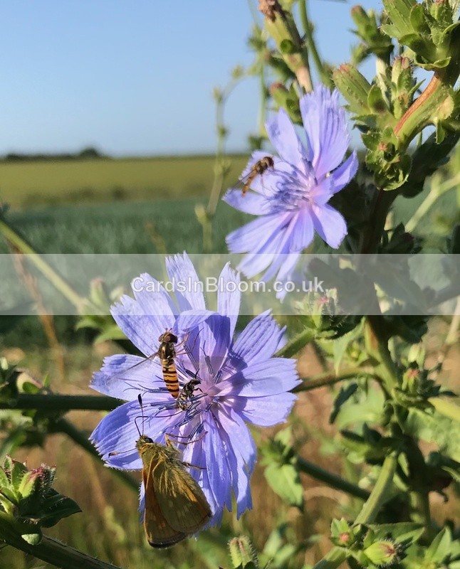 10 Wild Chicory - COUNTRYSIDE