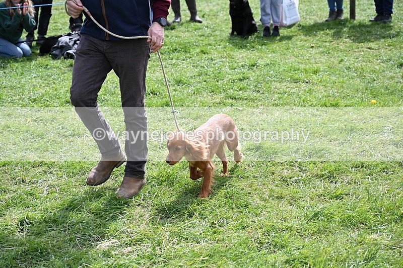 WJ6_8944 - Class 8 Best Working / Gun Dog or Bitch