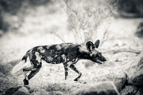 Wild Dog, Samburu, Kenya