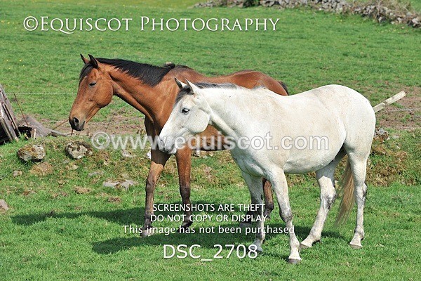 DSC_2708 - ARCHIVE REQUEST - Quincy and Guinness