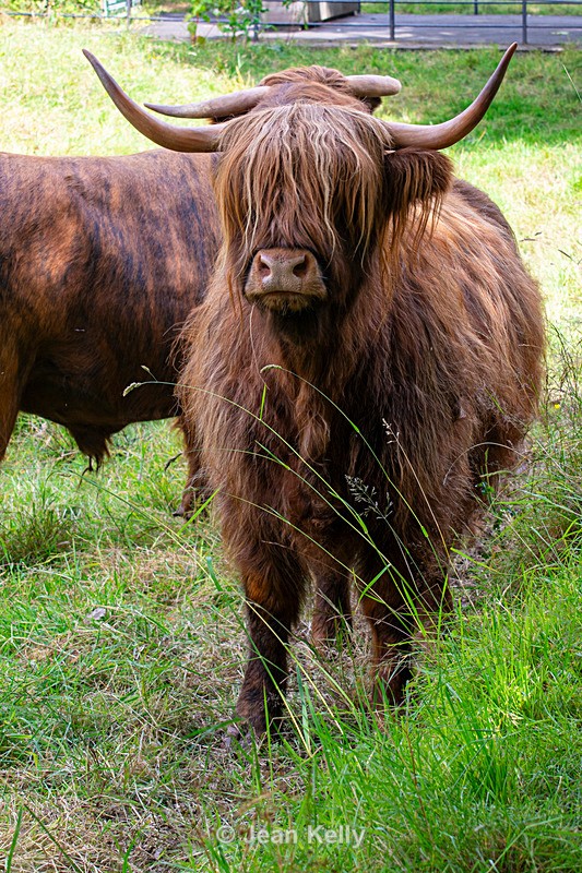 Highland Cow - DSC_8856 - Cattle