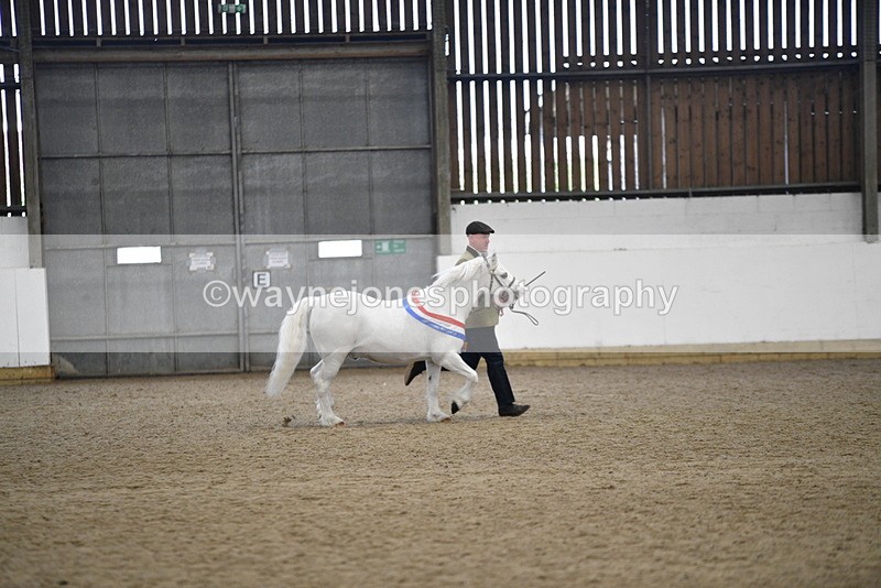 WJ5_5827 - Morning in hand Championship
