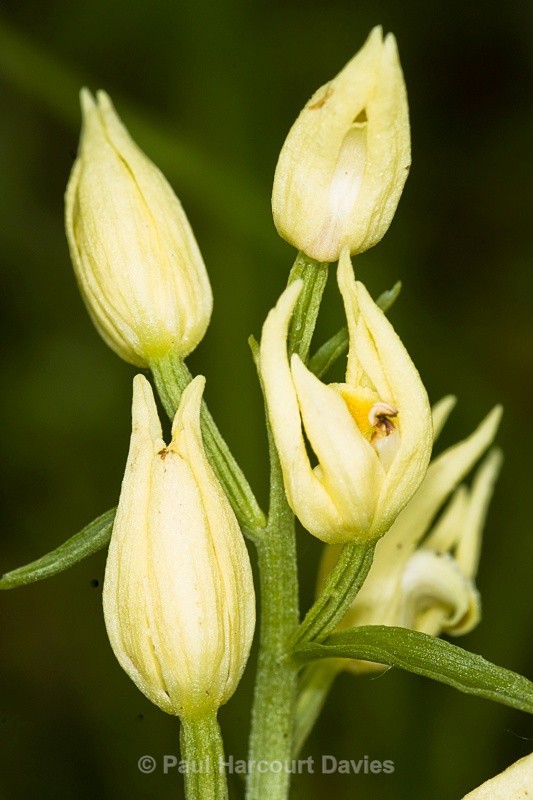  - Orchids - Various