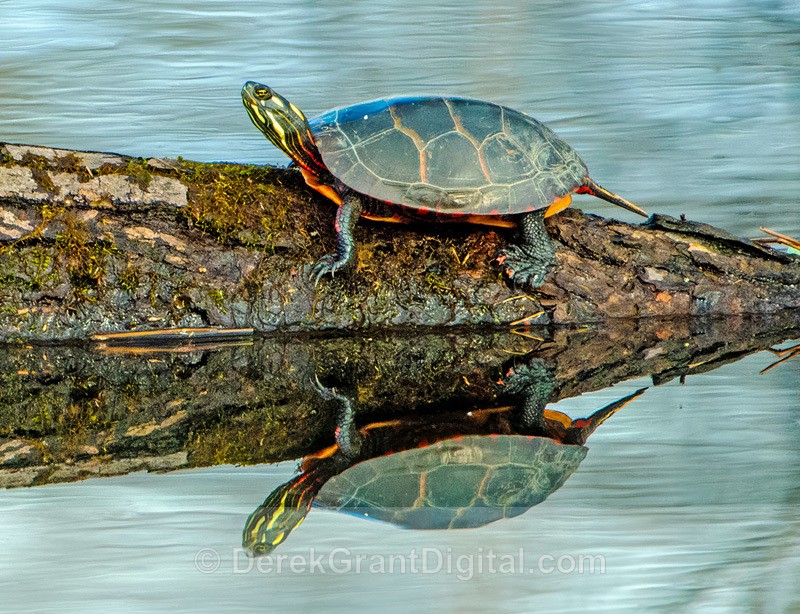 Eastern Painted Turtle Chrysemys picta picta. - Mammals, Reptiles & Amphibians