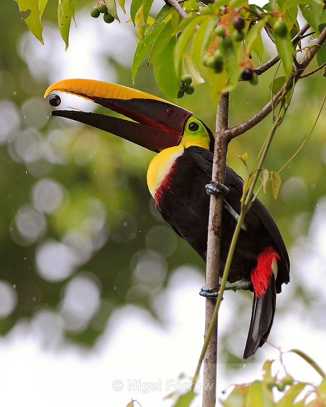 Yellow-throated Toucan about to swallow a fruit at Bosque del Cabo - Yellow-throated Toucan