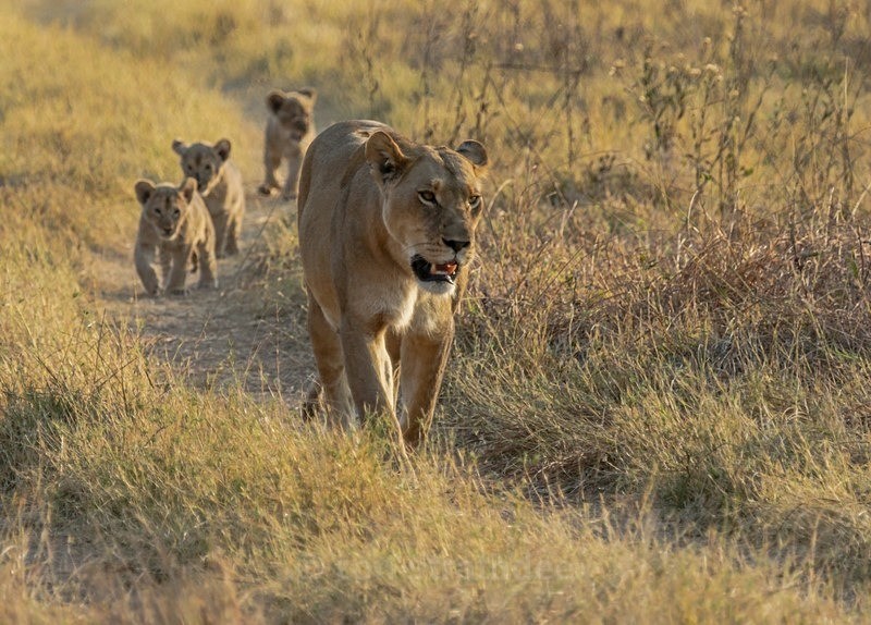 Catch up with Mum - Botswana Wildlife