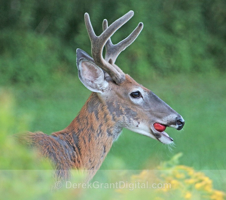 An Apple a Day ..... - Mammals, Reptiles & Amphibians
